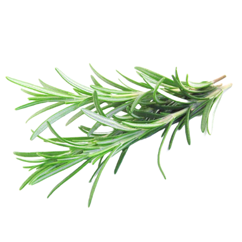 A sprig of rosemary on a white background