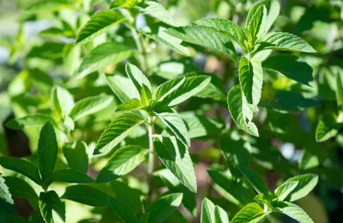 Menta japonesa: un estimulador folicular natural