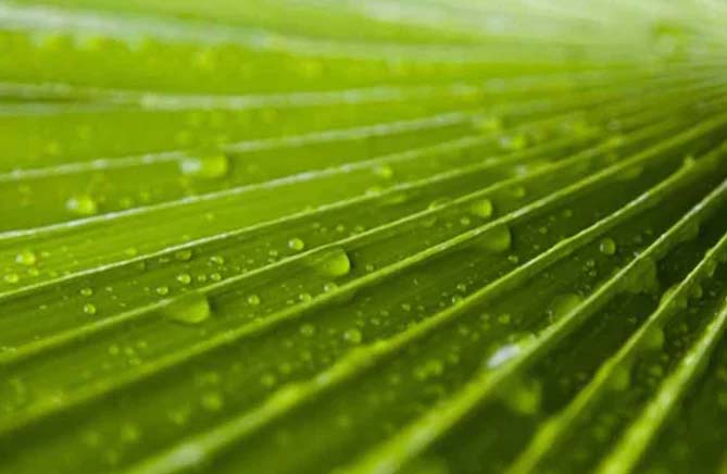 Saw Palmetto - an effective DHT blocker