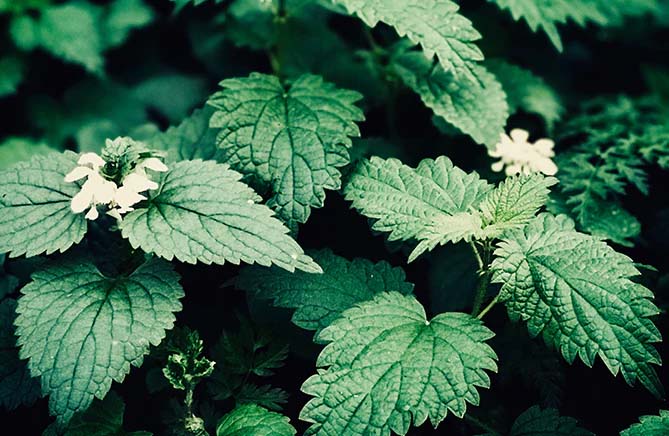 Stinging nettle root for hair loss