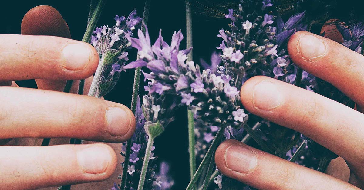 Hands holding lavender. HAIRMETTO natural ingredients for beautiful hair without the side effects